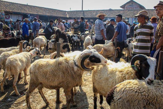 Nabi Berkurban: Teladan Pengorbanan dalam Sejarah Kenabian