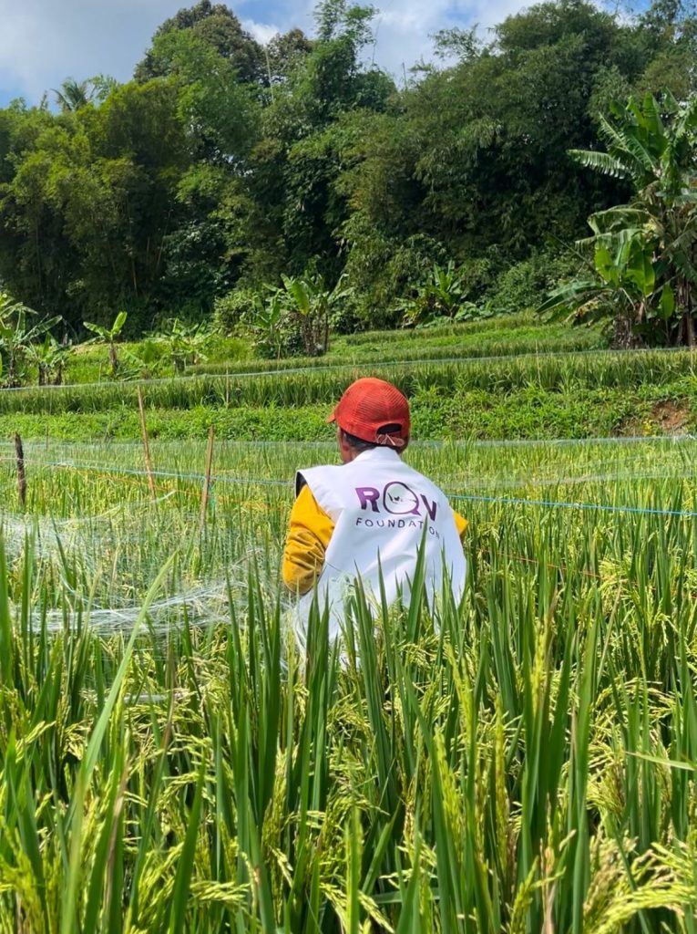 RQV Foundation melaksanakan kegiatan persiapan panen padi dengan memasang jaring pelindung di area persawahan.